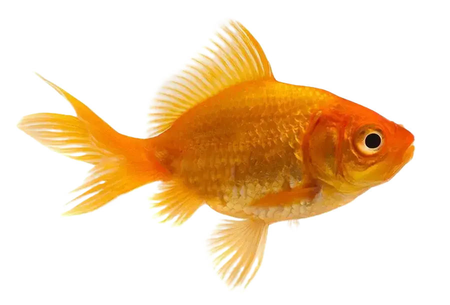 Peces